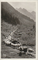 AA+ 84-(65) CAUTERETS - VALLEE DE LUTOUR  - TROUPEAU VENANT DES HAUTS PATURAGES - MOUTONS - Cauterets