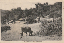 AA+ 87- AIN DRAHAM ( TUNISIE ) - PATURAGES - TROUPEAU DE VACHES - Tunisie