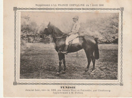 AA+ - " TUNISIE " - JUMENT BAIE  APPARTENANT A M. PICHON - SUPPL. FRANCE CHEVALINE AVRIL 1906 - Paardensport