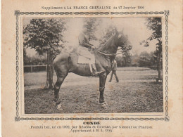 AA+ - " CONDE " - JUMENT BAIE  APPARTENANT A M. L. OLRY - SUPPL. FRANCE CHEVALINE JANVIER 1906 - Paardensport