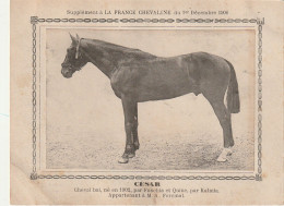 AA+ - " CESAR " - CHEVAL BAI  APPARTENANT A M. A. FORCINAL - SUPPL. FRANCE CHEVALINE DECEMBRE 1906 - Horse Show