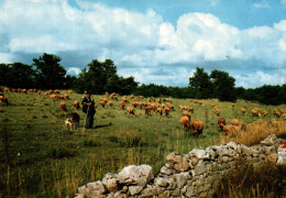 CPM - Scène Pastorale (troupeau) - Edition Apa-Poux - Elevage