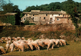 CPM - SAUMANE DE VAUCLUSE - Vieux Mas PROVENÇAL "La Cremade" - Scène Pastorale (Brebis) - Editions De Provence GAL - Veeteelt