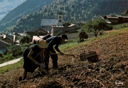 CPM - CULTURES - Récolte Des Pommes De Terre - Photo S.Marmounier - Editions Edy - Culture