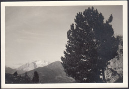 Dolomiti - Catena Montuosa Da Identificare - Albero - 1950 Foto Vintage - Places