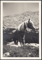 Dolomiti - Cavallo - 1950 Fotografia Vintage - Places