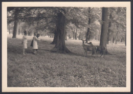 Danimarca 1965, Copenhagen, Foresta Di Klampenborg, Foto, Vintage Photo - Orte