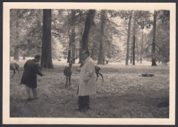 Danimarca 1965, Copenhagen, Foresta Di Klampenborg, Caprioli, Foto Epoca - Orte