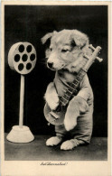 Hund Spielt Gitarre - Dogs