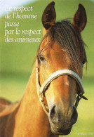 *CPM - Cheval - Le Respect De L'homme Passe Par Le Respect Des Animaux - Philosophie