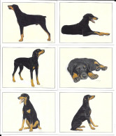 AB96 - SERIE 6 CARTES FORMAT 6 X 7.8 CM - IMPERIAL DOG COLLECTION CHIENS - DOBERMANN - Autres & Non Classés