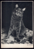 Postcard - Phot. Schober - Cat Posing - Chats