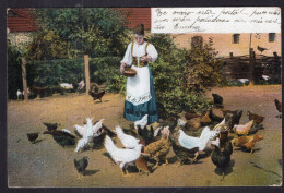 Postcard - 1905 - Woman Feeding Chickens - Women