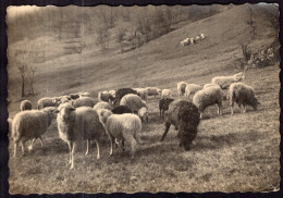 Italy - 1939 - Sheep In The Countryside - Donne