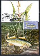 ROMANIA 1960 FISHES PIKEPERCH FISH 20b MAXI MAXIMUM CARD - Cartes-maximum (CM)