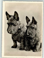 39626506 - Scotish Terrier  Verlag Schwerdtfeger 332 - Honden