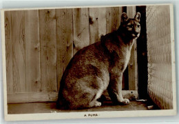 39430106 - Puma - Löwen
