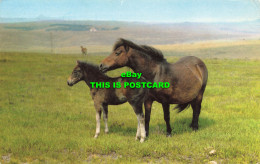R579993 Dartmoor Ponies. 1968 - Monde