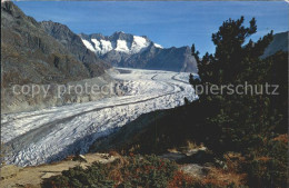 11881172 Aletschgletscher Aletschwald Wannenhorn Aletschgletscher - Autres & Non Classés