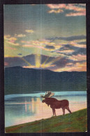 Postcard - Moose - A Bull Moose Comes Down To The Lake At Evening - Other & Unclassified