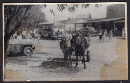 Postcard - 1964 - Horses - Two Horses In A Park - Chevaux