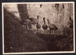 Argentina - Birds - Chajá Gaucho - Southern Screamer - Uccelli