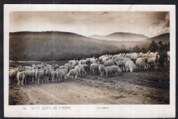 Postcard - Sheep - Sant Joan De L'Herm - Otros & Sin Clasificación