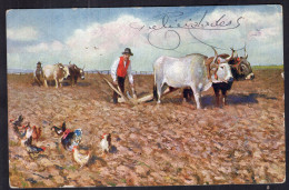 Italy - Circa 1910 - Oxen - Chickens - Man Working The Land With Oxen - Mucche