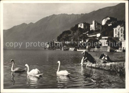 11878473 Ascona TI Lago Maggiore Schwaene Ascona - Autres & Non Classés