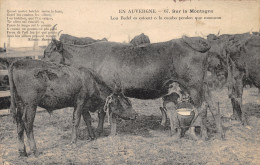 15-VACHES DU CANTAL-N°2041-B/0163 - Other & Unclassified
