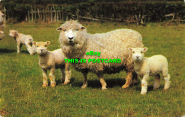 R574129 Sheep. Colourmaster International. Precision - Welt