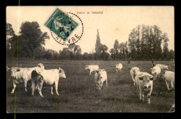 58 - PARAIZE - VACHES DANS LA PRAIRIE - Andere & Zonder Classificatie