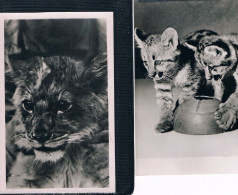 2 Cartes Chats -Wild Cats  -katzen - Wilde Poezen - Chats