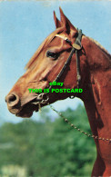 R574602 Horse. D. Constance. Vita Nova - Monde