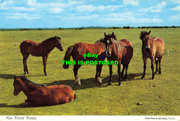 R573898 New Forest Ponies. Hinde. Thunder And Clayden. 1974 - Monde