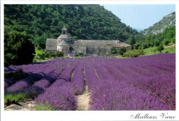 2-5-2024 (3 Z 36) Lavender Field & Church - Churches & Cathedrals