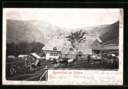 AK Feldsee, Reimartihof Mit Kühen Und Blick Auf Die Berge  - Andere & Zonder Classificatie