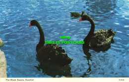 R575909 Black Swans. Dawlish. Dennis. D. 0145 - World