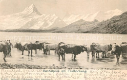 13297165 Bachalpsee Am Faulhornweg Kuehe Bachalpsee - Autres & Non Classés