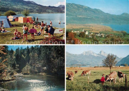 13122415 Lauerz Camping Am Lauerzersee Kuehe Lauerz - Sonstige & Ohne Zuordnung