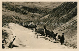 13069065 Rosegtal Gemsrudel Wildtiere Alpen Roseg - Sonstige & Ohne Zuordnung