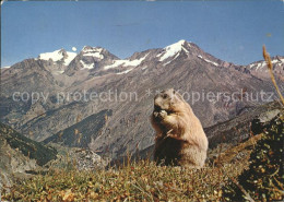 11875063 Saas-Fee Mit Fletschhorn Laquinhorn Und Weissmies Murmeltier Saas-Fee - Sonstige & Ohne Zuordnung