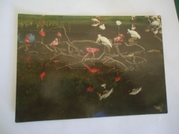 BRAZIL  POSTCARDS   AVES TROPICALS  BIRDS  MORE  PURHASES 10% DISCOUNT - Birds