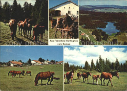 11871630 Franches Montagnes Jura Pferde La Chaux-de-Fonds - Altri & Non Classificati