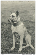 Nos Douaniers à La Frontière ... - Un Ami Des Douaniers - Le Chien , Berger Belge, Malinois ( Voir Verso ) - Douane