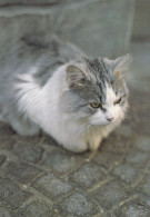 ANIMAUX  CHATS - Katten