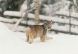 ANIMAUX  CHATS - Katten