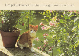 ANIMAUX  CHATS - Katten