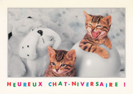 ANIMAUX  CHAT - Chats