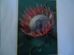 SOUTH AFRICA   POSTCARDS  CACTUS  THE CIANT PROTEA CYNAROIDES    MORE  PURHASES 10% DISCOUNT - Sud Africa